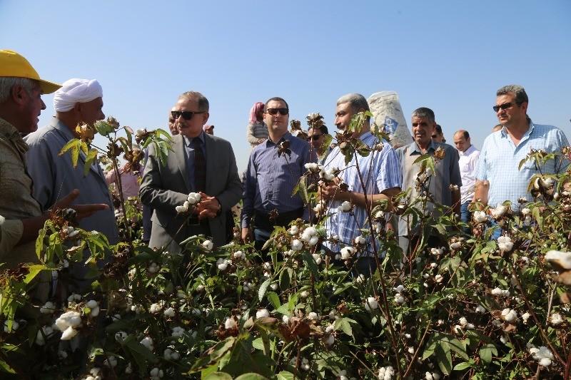 محافظ كفر الشيخ يشهد بدء موسم جني محصول القطن