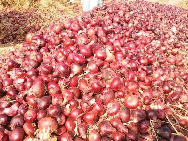 غرفة الإسماعيلية تكشف موعد انخفاض سعر البصل