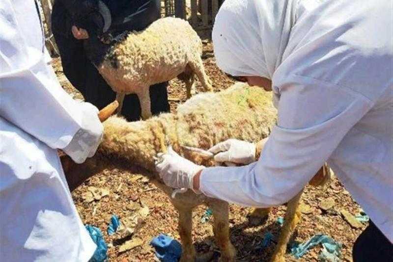 الحملة القومية لتحصين الأغنام والماعز ضد مرض طاعون المجترات الصغيرة تنطلق غدا بالمنيا