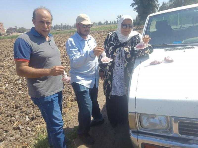 زراعة كفر الشيخ: حملة لمكافحة القوارض عقب حصاد المحاصيل الصيفية