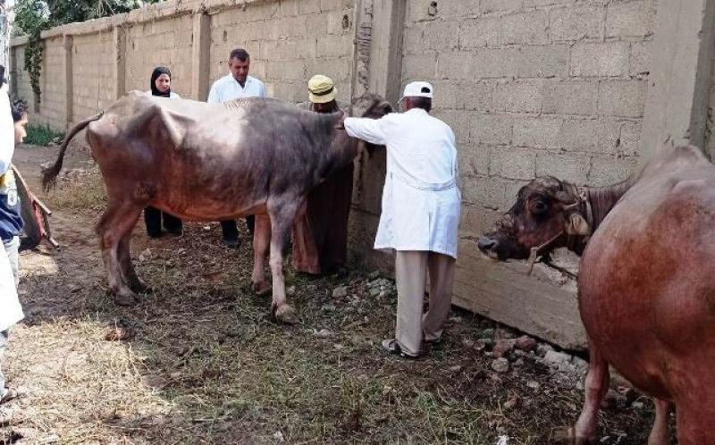 قافلة بيطرية مجانية لعلاج وتحصين الماشية في ”الزعفران”.. اليوم