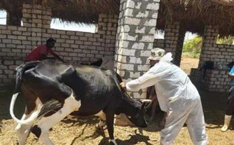 بيطرى البحيرة: علاج 550 رأس ماشية في مركز رشيد