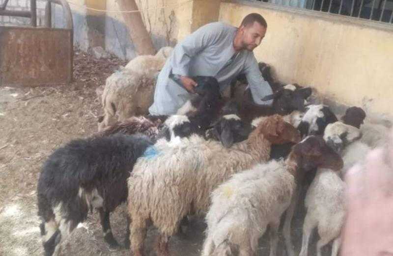 تحصين 7 آلاف رأس أغنام ضد طاعون المجترات فى الغربية