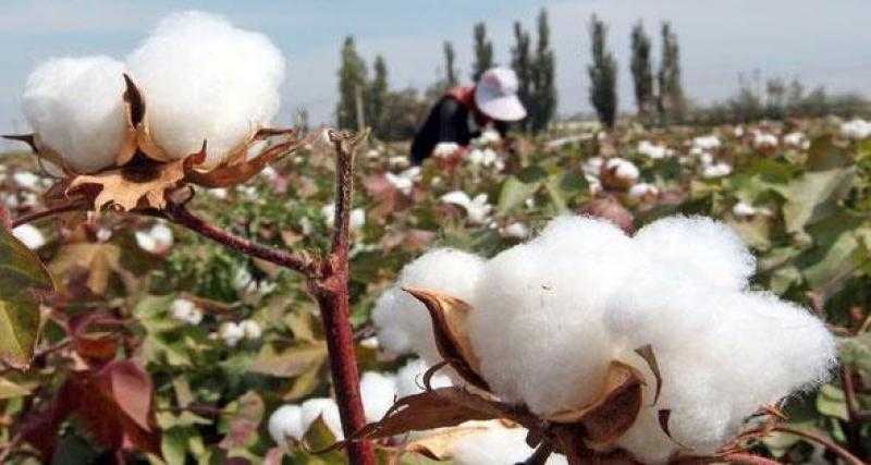 «الزراعة»: تخصيص 10 آلاف جنيه لسعر قنطار القطن يشجع المزارعين على زراعته