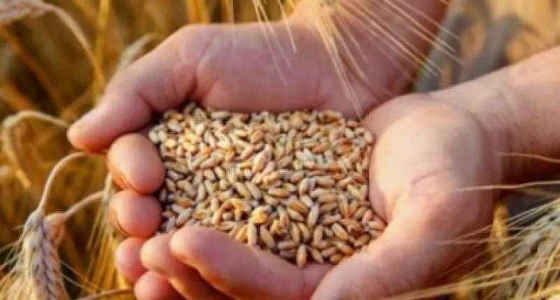 أسعار الأرز الشعير اليوم الأحد 22-10-2023