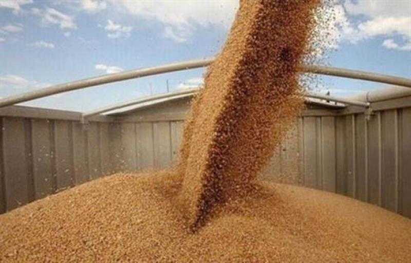 نقيب الفلاحين: توقعات بوصول المساحات المزروعة بالقمح لـ 4 ملايين فدان