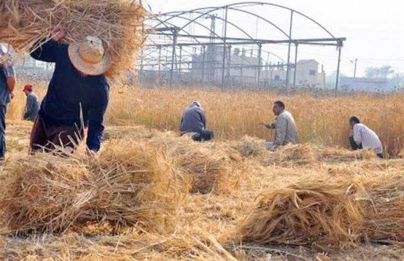 صناعة الحبوب: محصول الأرز تأثر بالتغيرات المناخية