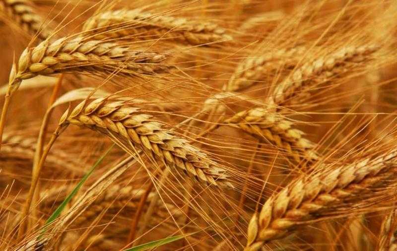 الحكومة تقر السعر الاسترشادي لتوريد أردب القمح