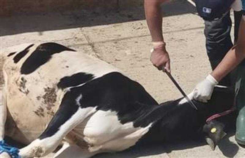 الطب البيطري بالشرقية: ضبط 7 مخالفات ذبح خارج المجازر الحكومية