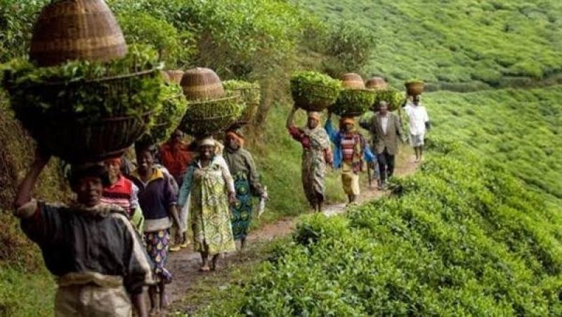 إطلاق تحالف جديد لدعم الزراعة الافريقية باستثمارات 3 مليار دولار