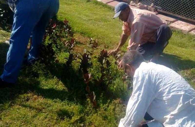زراعة 200 نبتة بشوارع المنتزه ثان في الإسكندرية ضمن ”100 مليون شجرة”