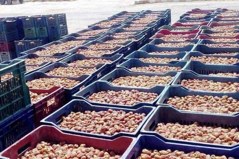 نادي الزراعيين يستعد لاستقبال مهرجان الجيزة للتمور بمشاركة 70 عارضا