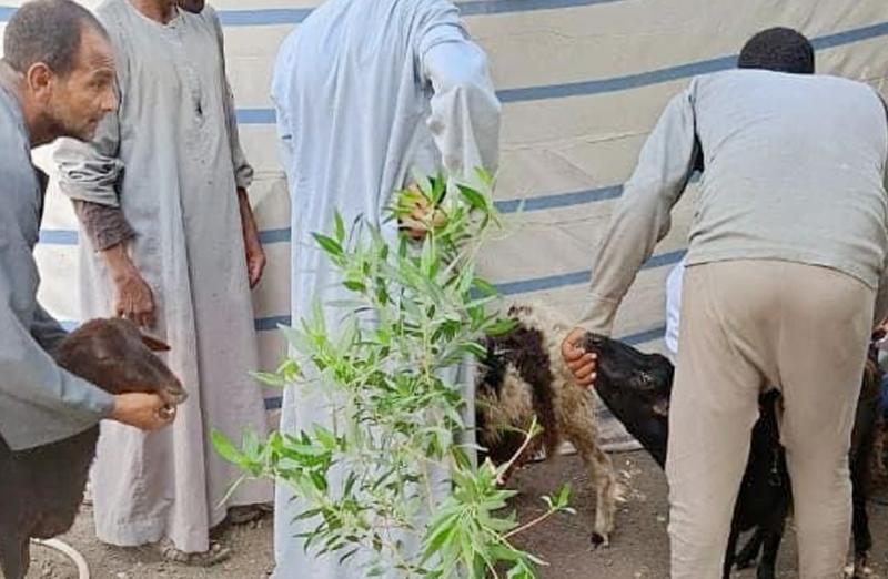 خط أحمر