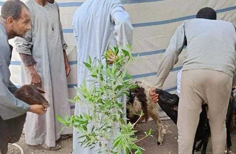 ”بيطري الأقصر” تسلم 138 رأس أغنام على 46 أسرة مستحقة