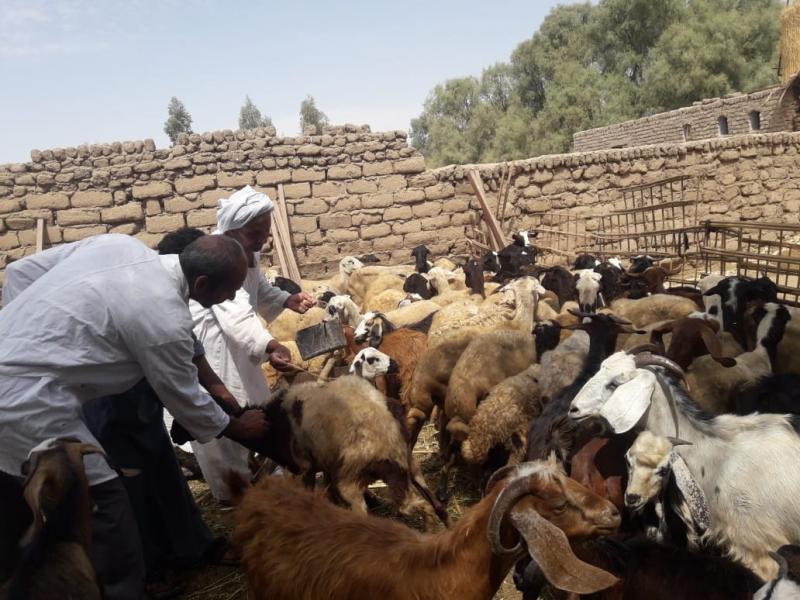 استعداد لبدء الحملة القومية الثالثة لتحصين الماشية ضد الحمى القلاعية في الغربية