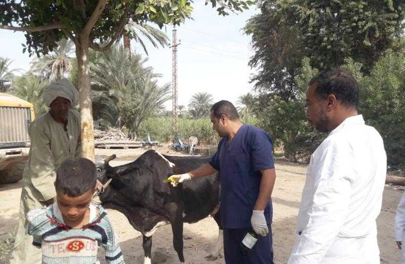 تحصين 180 ألف رأس ماشية ضد الحمى القلاعية في كفر الشيخ