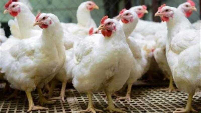 أسعار الدواجن اليوم الخميس 30 نوفمبر 2023
