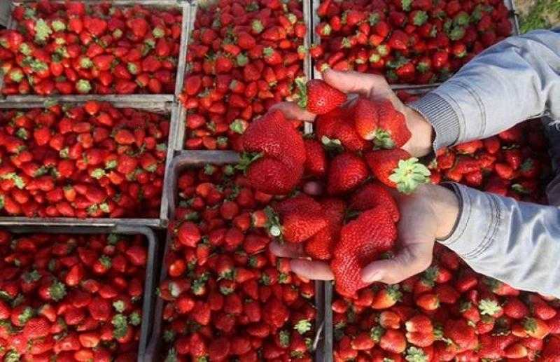 دراسة: تناول الفراولة قد يقلل من خطر الخرف لدى الأشخاص في مرحلة منتصف العمر