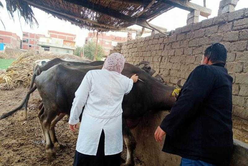 ‫الطب البيطري بالجيزة تطلق قافلتين لعلاج 2893 رأس ماشية في الوراق والعياط