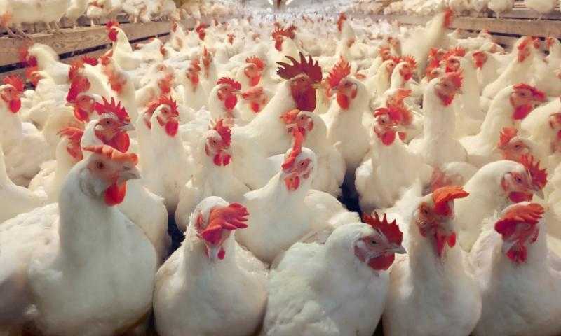 أسعار الدواجن والبيض في الأسواق اليوم الأربعاء