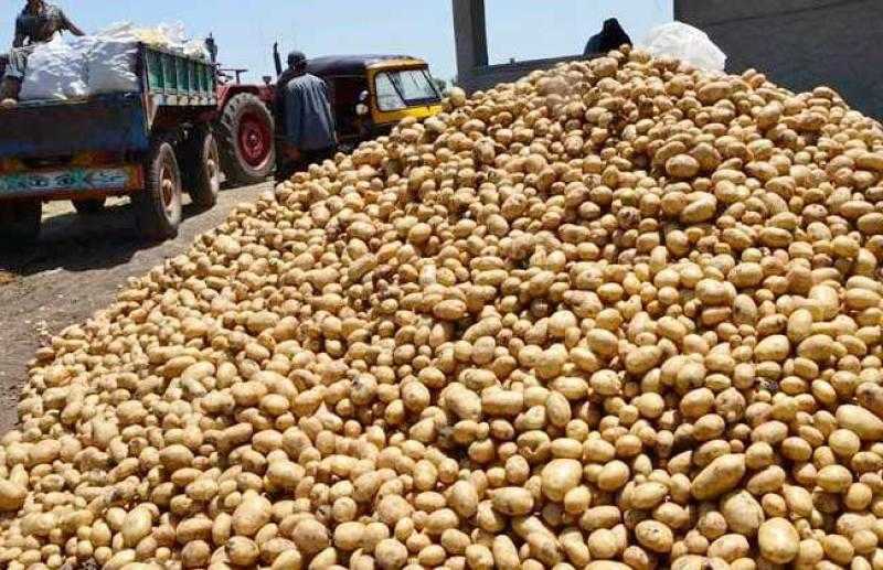 الإحصاء: زيادة 14.9% في إنتاجية محصول البطاطس خلال عام