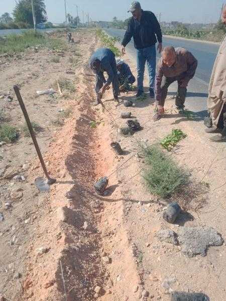 زراعة 200 شجرة بمركزي سمالوط وبني مزار في المنيا.. ضمن مبادرة 100 مليون شجرة