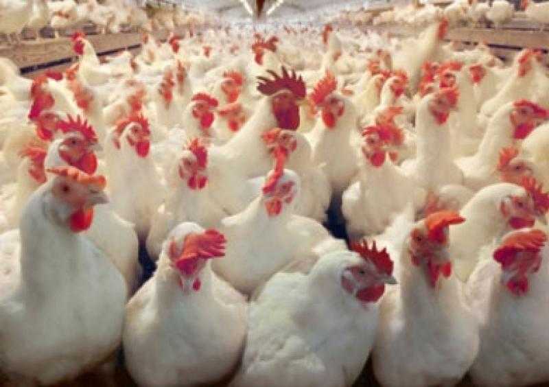 سعر المزرعة 66 جنيها.. رئيس شعبة الدواجن يطالب بفرض تسعيرة جبرية ومحاسبة المخالفين
