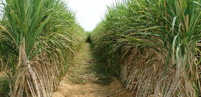 التموين: التعاقد على 34 ألف فدان قصب لتوريد 950 ألف طن لصالح مصنع أرمنت