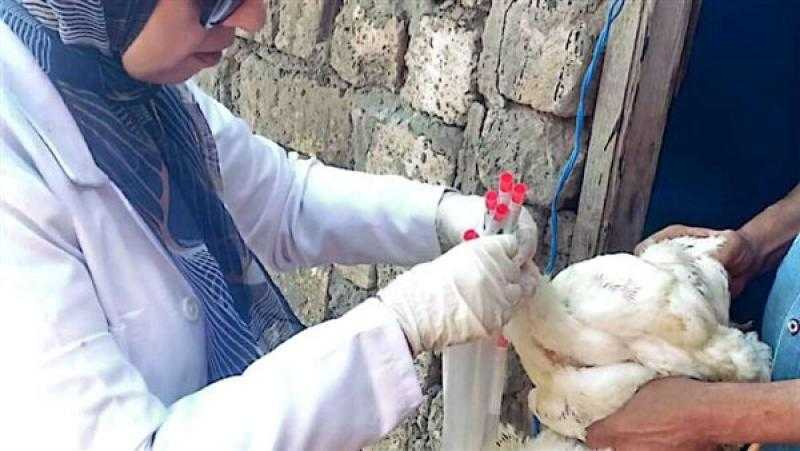 محافظ كفر الشيخ يتابع جهود تحصين أكثر من 38 ألف طائر بلقاح أنفلونزا الطيور