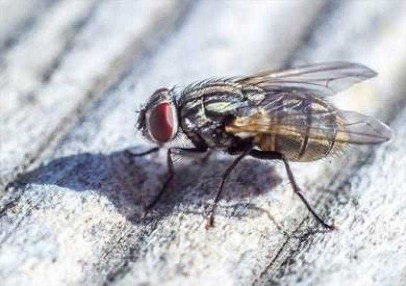 إنذار حريق كاذب في متحف ألماني والسبب الذباب والغبار