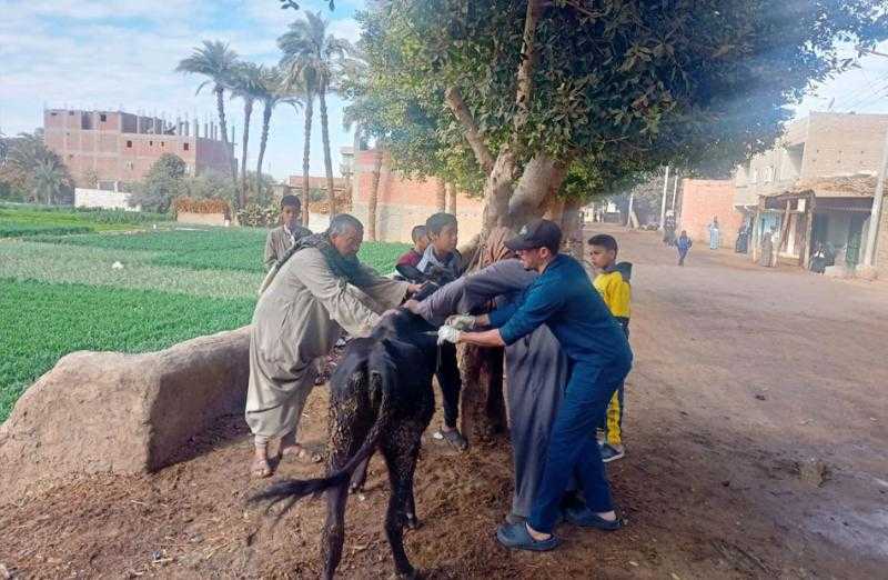 الزراعة تُعالج وتفحص أكثر من 7500 رأس ماشية مجانًا لدى صغار المربين بمحافظة أسيوط | صور