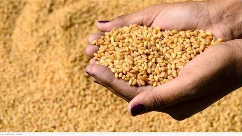 الزراعة: الفلاح هو العامل الأهم في منظومة زراعة القمح