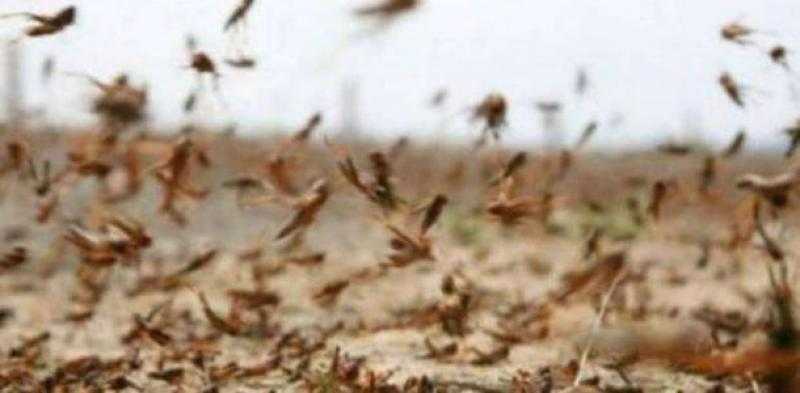 الزراعة توضح طرق مكافحة الجراد الأصفر..فيديو