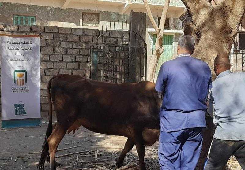 محافظ أسيوط: استمرار تنظيم قوافل بيطرية مجانية بالمراكز