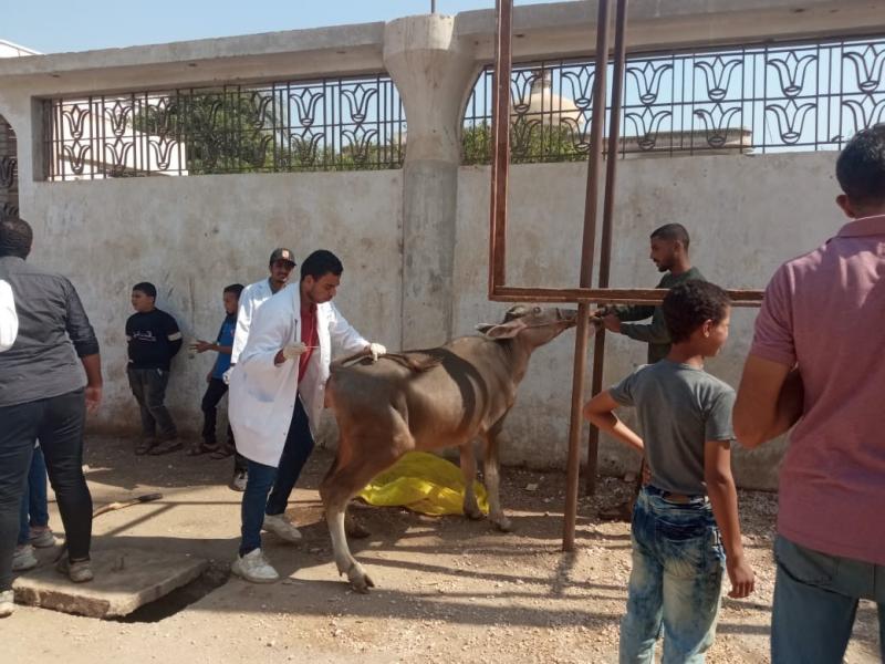 ”بيطري سوهاج”: تكثيف الحملات على الأسواق والمجازر ومحلات الجزارة استعدادا لشهر رمضان
