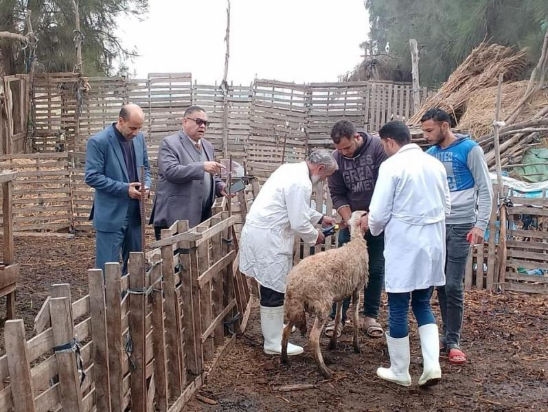 بيطري البحيرة: علاج 191 رأس ماشية في مركز رشيد