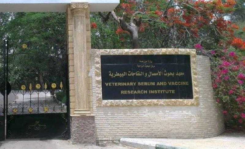 معهد الأمصال البيطرية: اللقاح المصري للدواجن متوفر وبعض المربين يفضلون المستورد