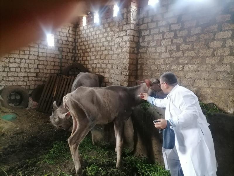 علاج 68 رأس ماشية في مركز رشيد