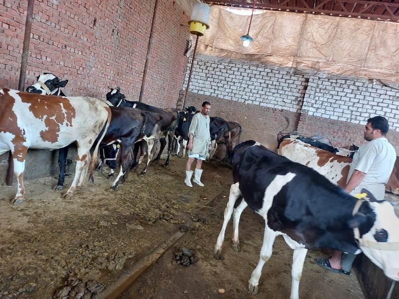 تحصين 164 ألف رأس ماشية في محافظة الغربية