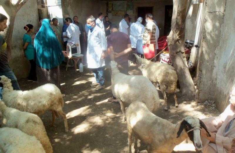بيطري البحيرة: علاج 486 رأس ماشية في مركز رشيد