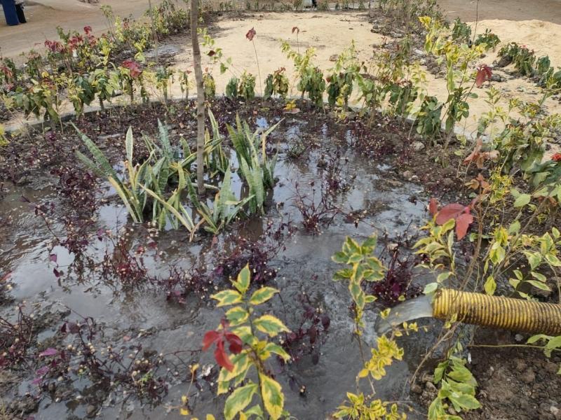 محافظة البحيرة: زراعة 5600 شجرة مثمرة فى مركز ايتاى البارود