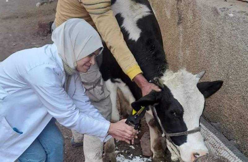 تحصين 11 ألفا و190 رأس ماشية وأغنام ضد الجلد العقدي وجدري الأغنام