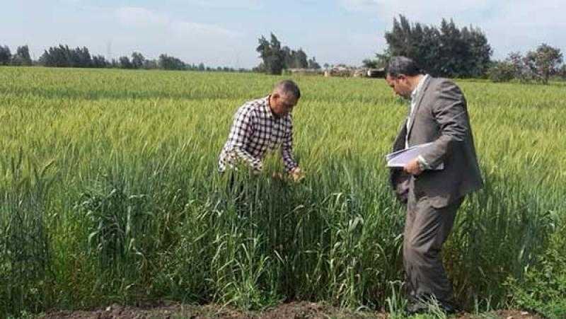 محافظ كفر الشيخ يتابع جهود الفرق الزراعية في فحص الزراعات الشتوية ببلطيم |صور