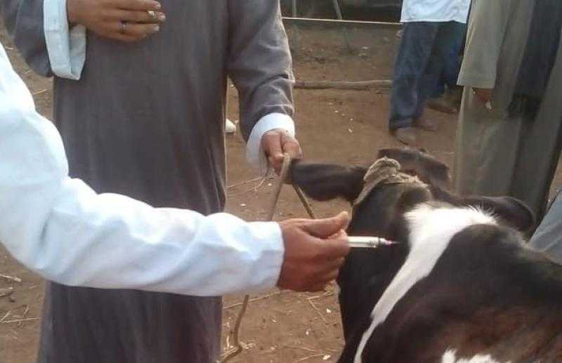 بيطري البحيرة:علاج 184 رأس ماشية في مركز رشيد