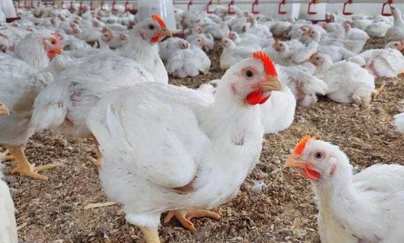 بـ190 جنيها.. سعر الدجاجتين في معرض الزراعة