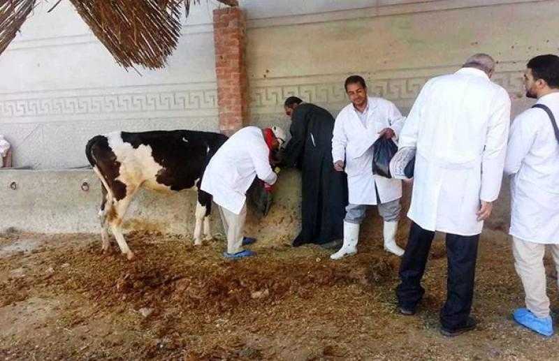 بيطري البحيرة: علاج 360 رأس ماشية في مركز شبراخيت