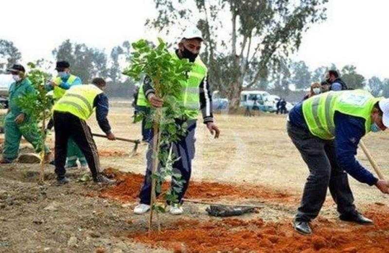 غرس 200 شجرة مثمرة في الغربية