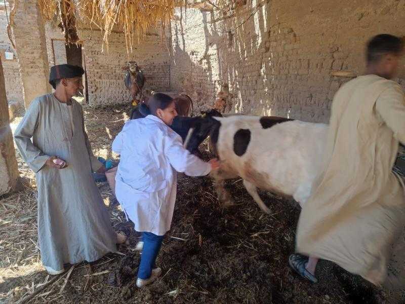 بيطري الأقصر تشكل 10 لجان لفحص وتحصين الماشية ضد الحمى القلاعية والوادي المتصدع