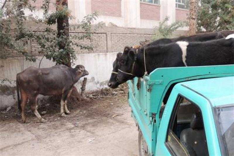 القبض على تشكيل عصابي وراء سرقة 4 رؤوس ماشية بعزبة البرج بدمياط