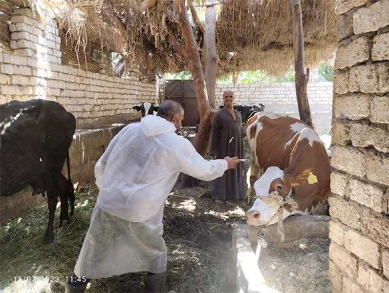 تحصين 204 آلاف رأس ماشية في محافظة الغربية